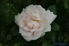 comp_DSC05040.webp