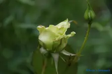 comp_DSC05041.webp