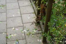 SAM_1523.webp