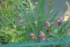 SAM_1526.webp