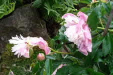 SAM_1527.webp