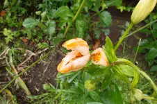 SAM_1530.webp