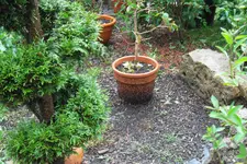 SAM_1532.webp