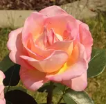 DSCI0704.webp