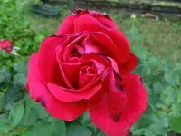 CIMG2196.webp