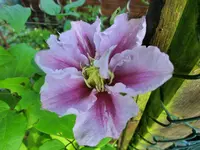 CIMG2191.webp