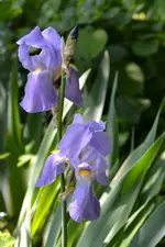 DSC_2921.webp