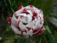 002.webp