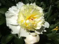 BILD5115.webp