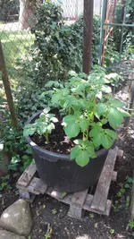 mischfotos 020.webp
