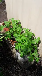 mischfotos 023.webp