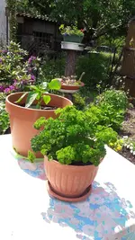 mischfotos 025.webp