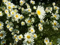 030.webp