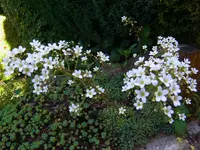 012.webp