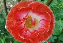 mhn2016 (3).webp