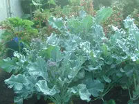 Staudenbrokolie.webp