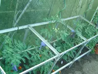 Tomaten.webp