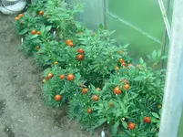 Paprika.webp