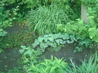 Butternut.webp