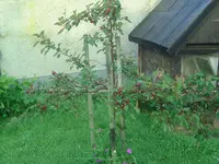 Red Love.jpg