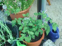 Rocotto Grandis.webp