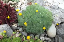 DSCF6211.webp