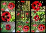 Ladybird Poppy collage v (1).jpg