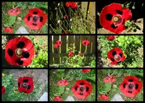 Ladybird Poppy collage v (1).webp