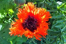 DSCF6272 (2).webp