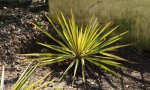 yucca.filamentosa.color.guard_0019.jpg