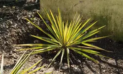 yucca.filamentosa.color.guard_0019.webp