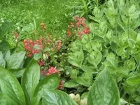 BILD5074.webp