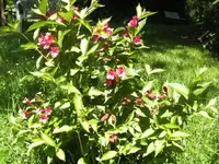 BILD5114.webp