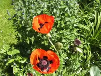 BILD5113.webp