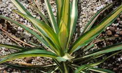 yucca.filamentosa.color.guard_0013.webp