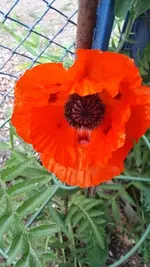 Mohn.2.webp