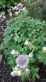 Sterndolde.webp