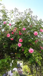 Rosenbogen.webp