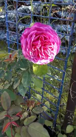 Rose Heidi klum.webp