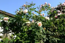 2016_06073april20160038.webp