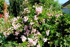 2016_06073april20160042.webp