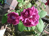 033.webp