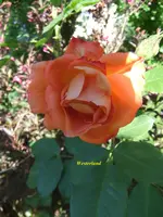 034.webp