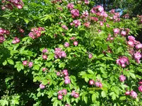 036.webp