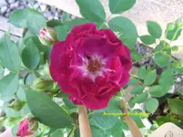 037.webp