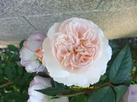 038.webp