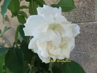 039.webp