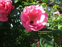 010.webp