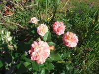 011.webp