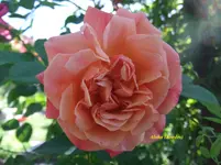 013.webp